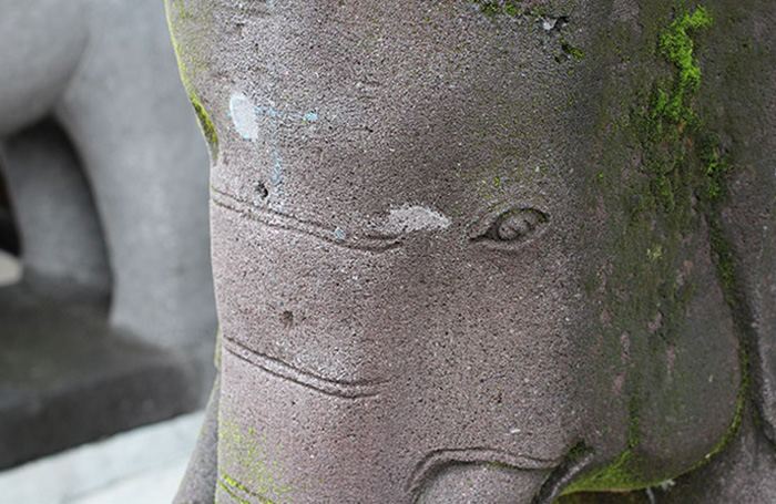 elephant